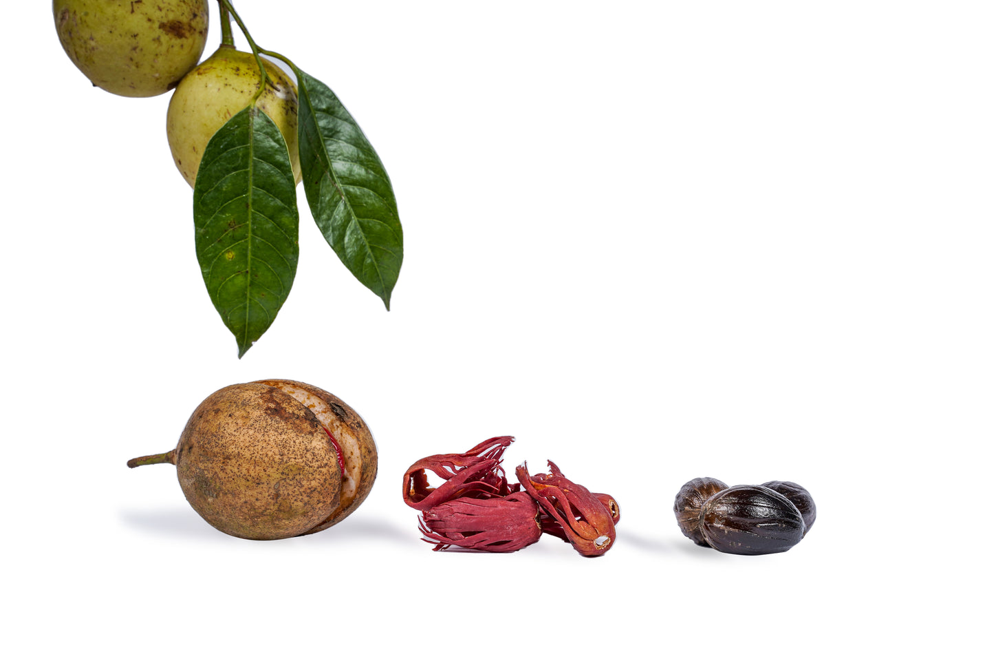 NUTMEG WITH SHELL