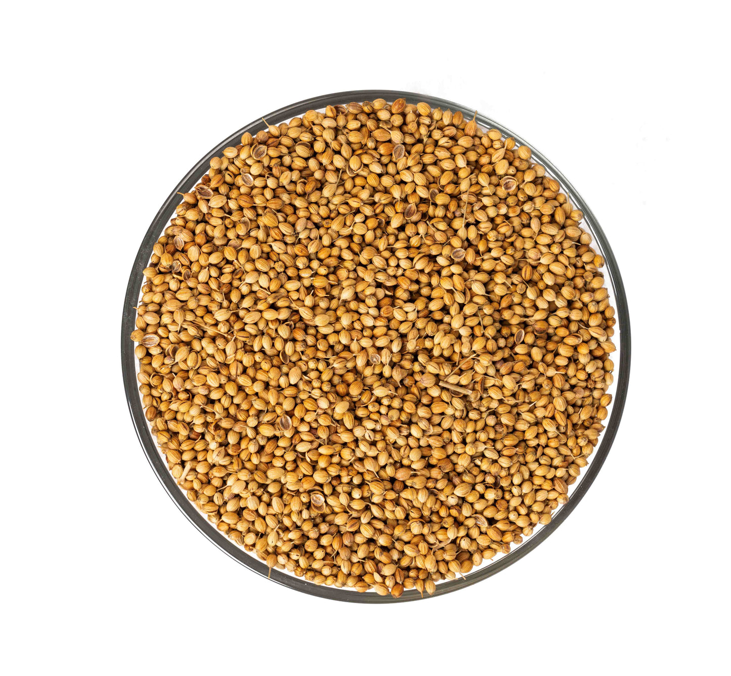 CORIANDER SEED